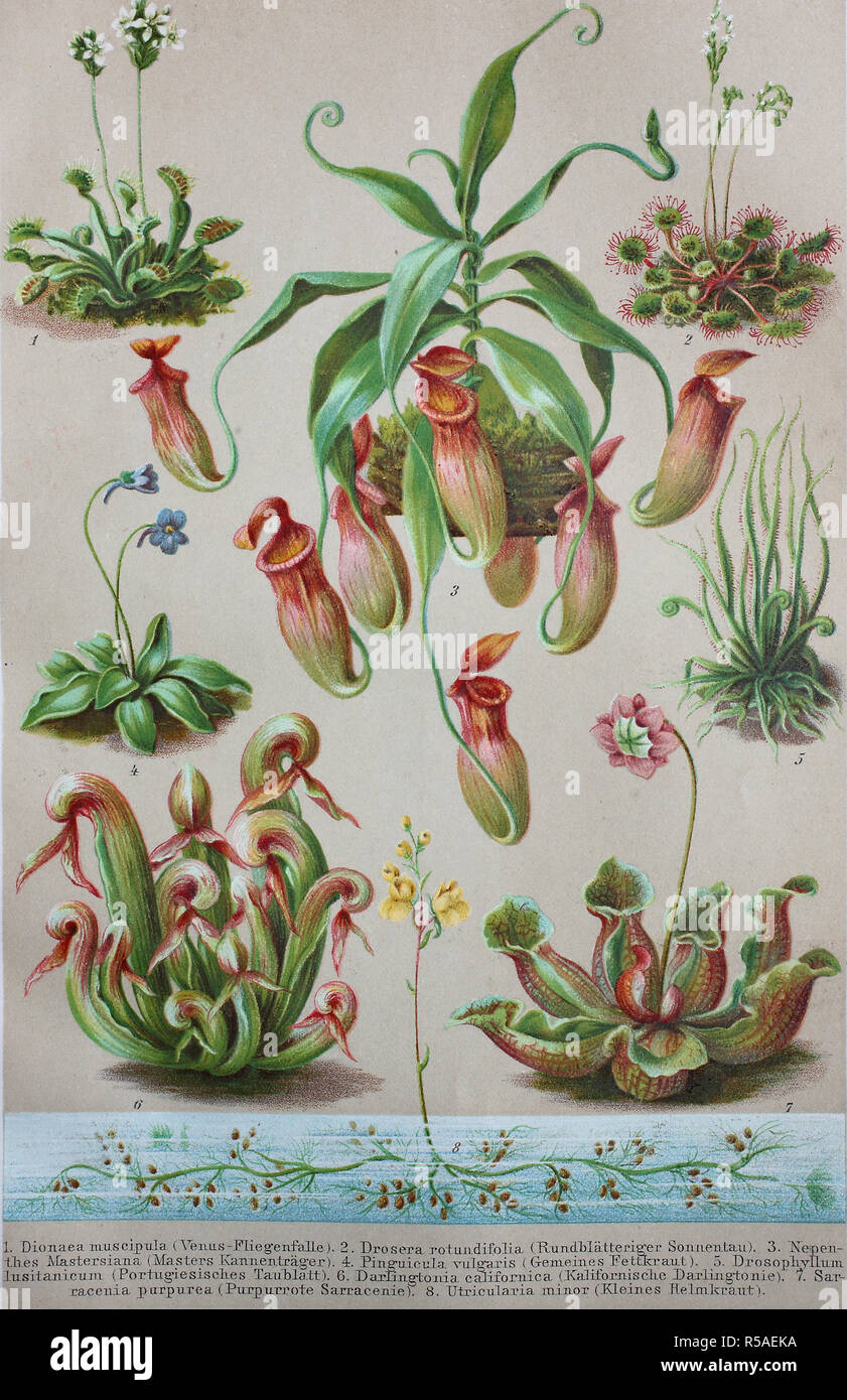 Historisches Bild der verschiedenen Insectivorous Pflanzen, muscipuka, dionaea Drosera rundifolia, Nepenthes mastersiana Stockfoto