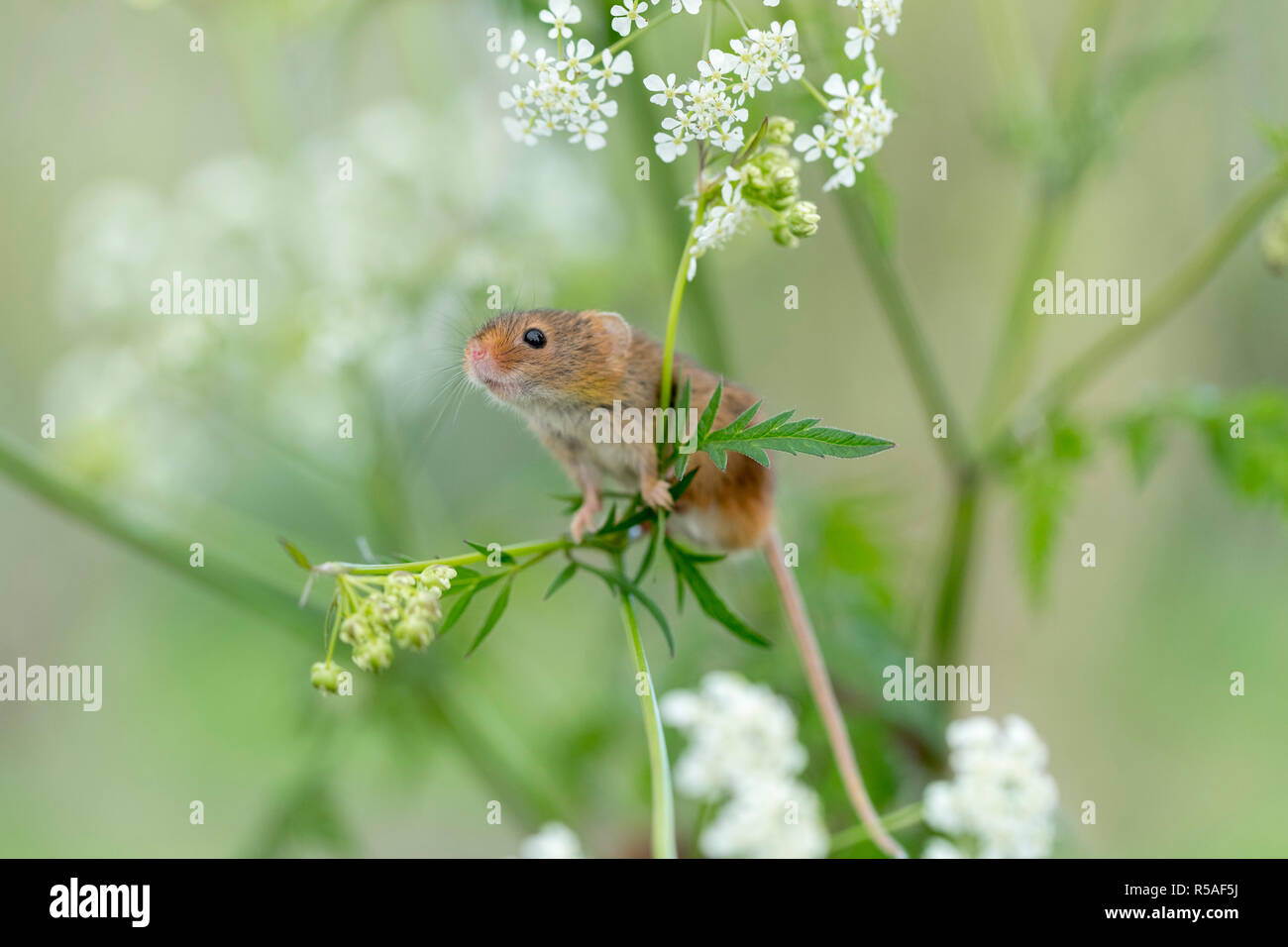 Ernte Maus; Micromys minutus Single über Kuh Petersilie Devon, Großbritannien Stockfoto
