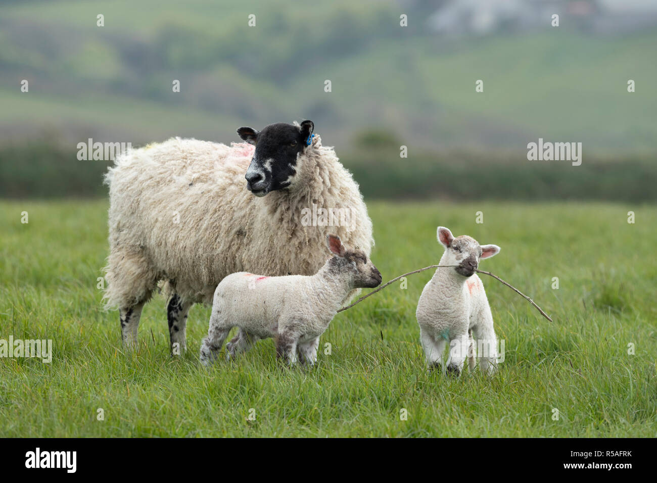 Schafe; zwei Lämmer mit Ewe Devon, Großbritannien Stockfoto