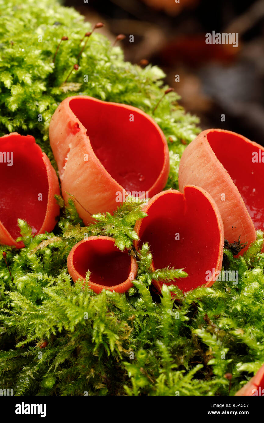 Scarlet Elf Cup; Sarcoscypha cocinea auf Moosigen Log Cornwall wachsen; UK Stockfoto