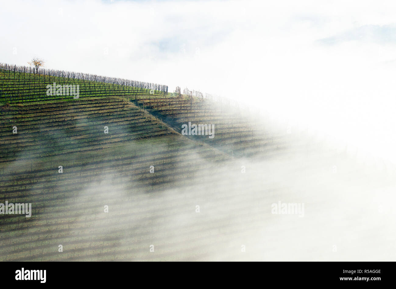 Weinberge eingehüllt in Nebel Stockfoto