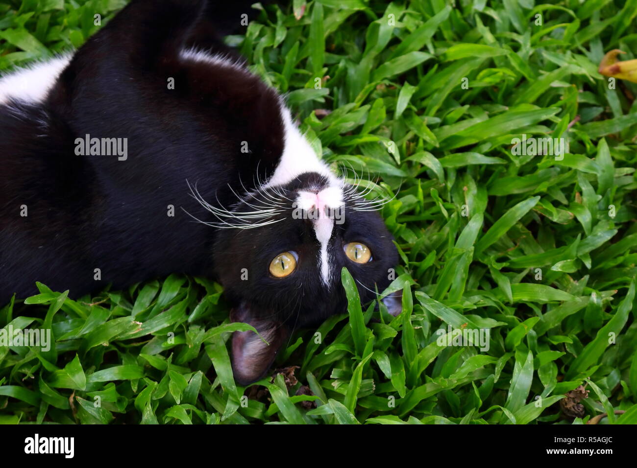 Eine niedliche schwarze und weiße Katze, die auf dem Gras Feld Stockfoto