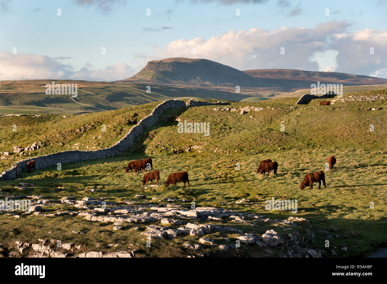 Ein Blick auf die Pen-y-Ghent Peak, von winskill Steinen, mit Rinder weiden auf den Kalkstein Weiden. Langcliffe, Yorkshire Dales National Park, UK. Stockfoto