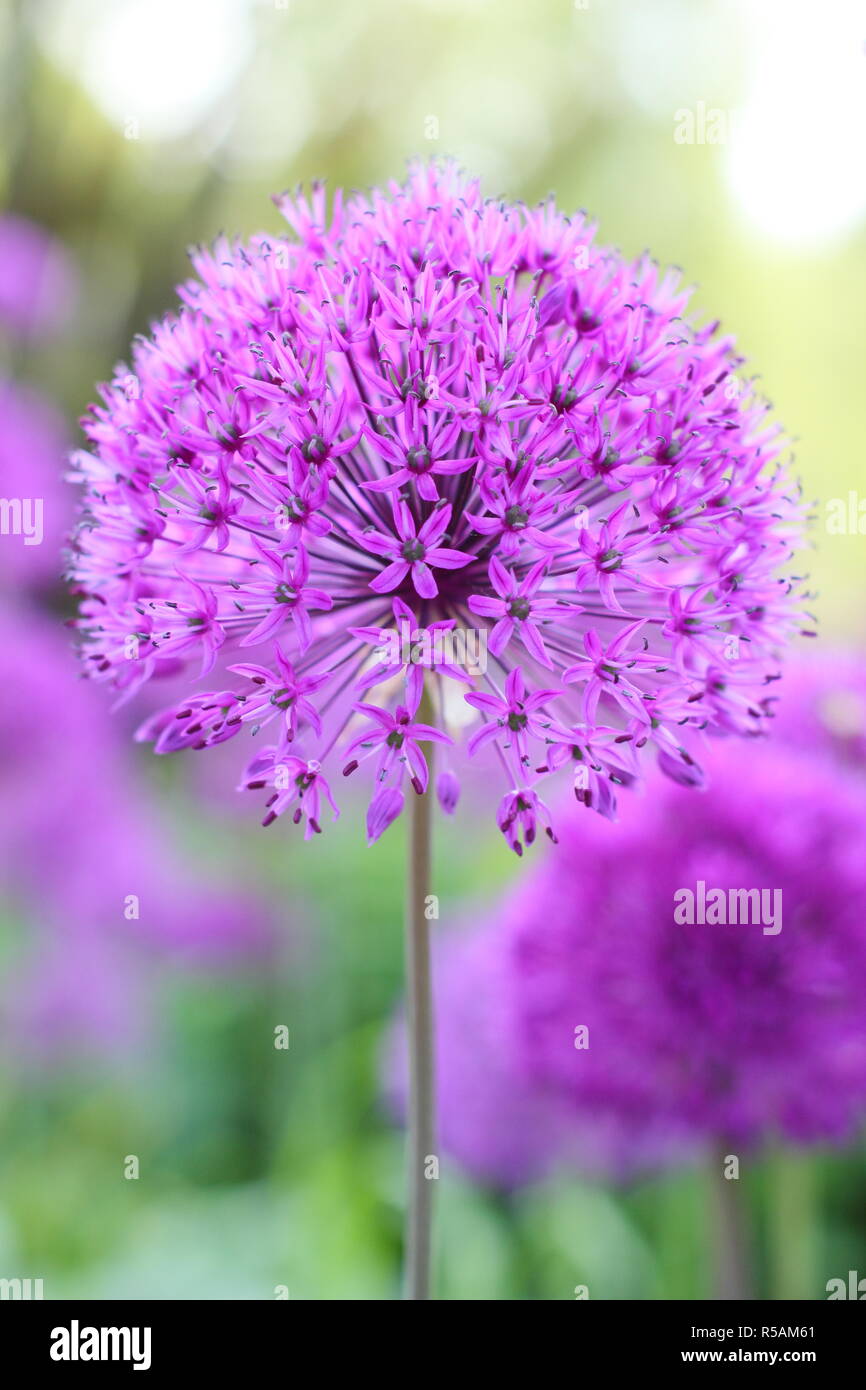 Kugelförmigen Dolden von Allium hollandicum 'Purple Sensation', Blüte in einem Englischen Garten Grenze, Großbritannien Stockfoto