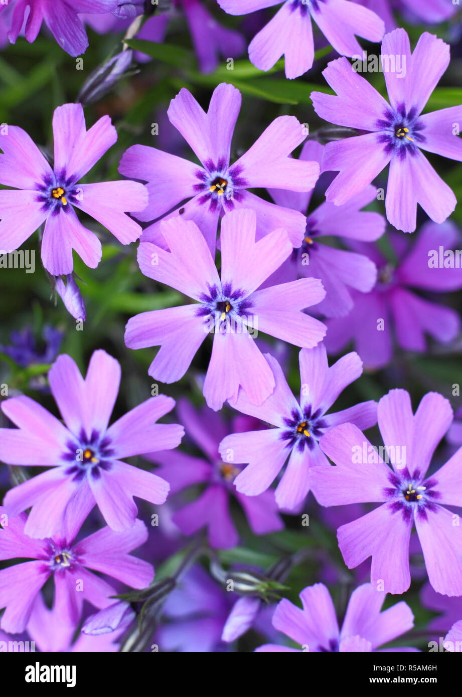 Phlox maculata 'Boothman's Sorte "immergrüne Staude Blüte im Frühjahr, Großbritannien Stockfoto