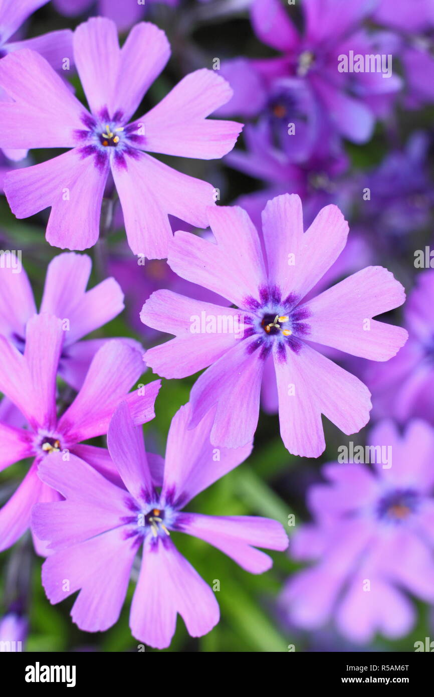 Phlox maculata 'Boothman's Sorte "immergrüne Staude Blüte im Frühjahr, Großbritannien Stockfoto