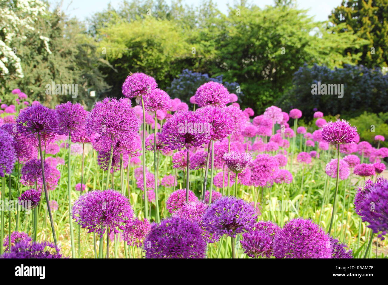 Kugelförmigen Dolden von Allium hollandicum 'Purple Sensation', Blüte in einem Englischen Garten Grenze, Großbritannien Stockfoto