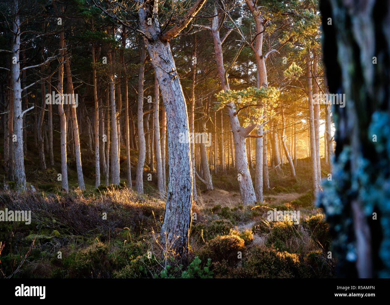 Magischen Sonnenaufgang im Wald, warmen Strahlen der Sonne am Morgen, die Farben der Sonne und Holz, Norwegen Stockfoto