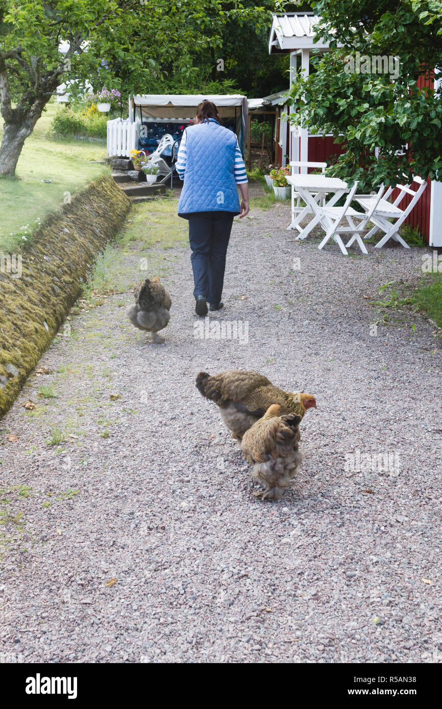 Frau mit 3 dunklen Brahma Hühner auf einer Kiesgrube Gehweg vor ihrem Haus auf dem Land Stockfoto