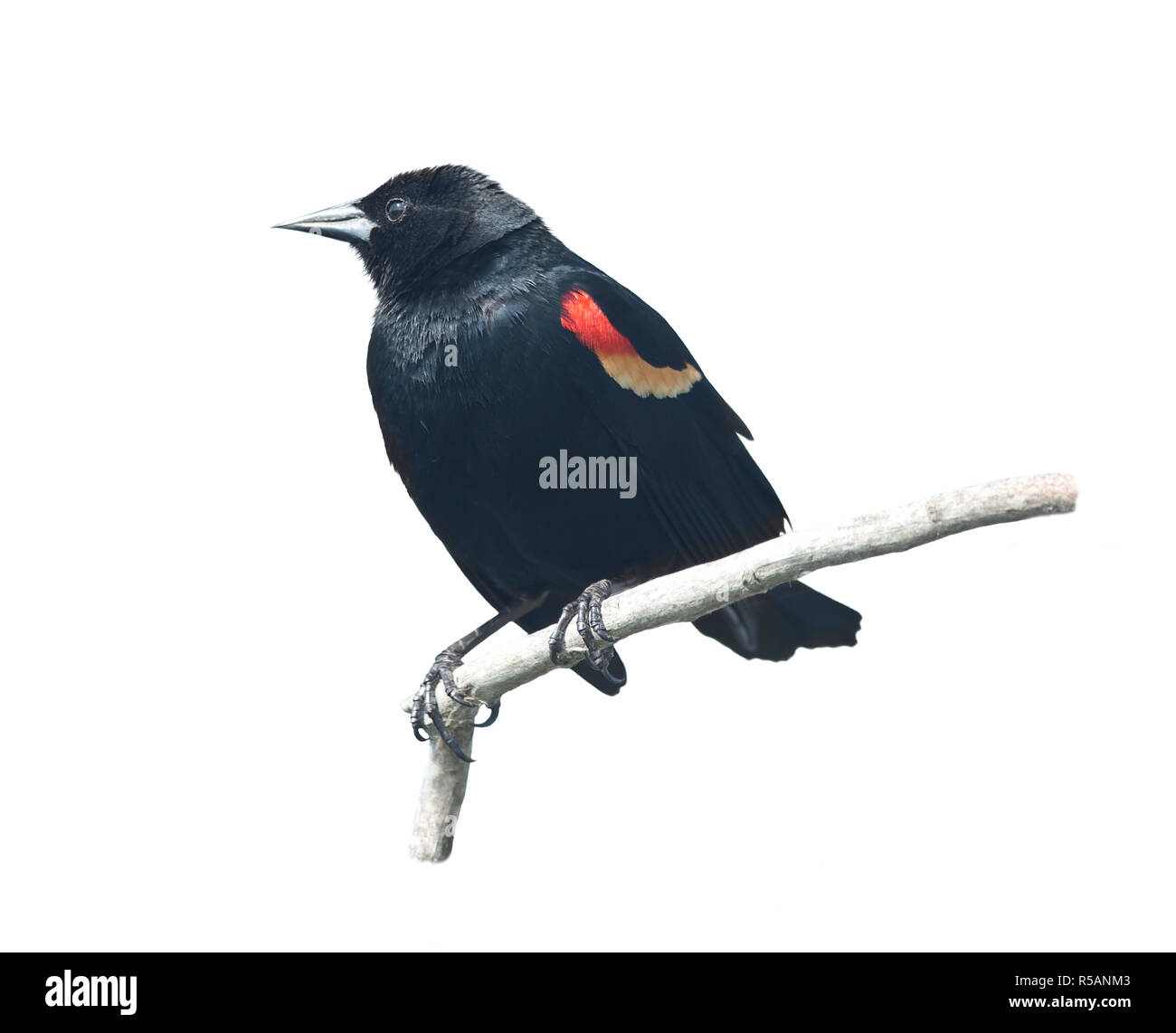 Red-Winged Blackbird Männlich Stockfoto