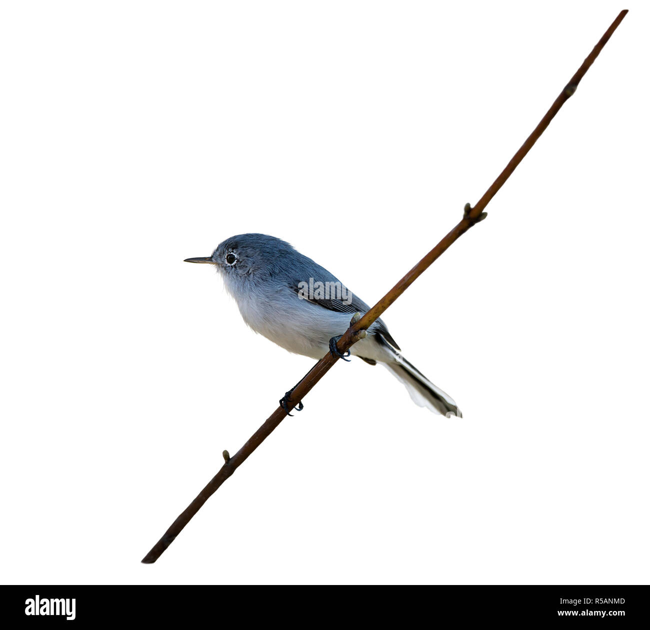 Blau-grau Gnatcatcher auf einem Zweig Stockfoto