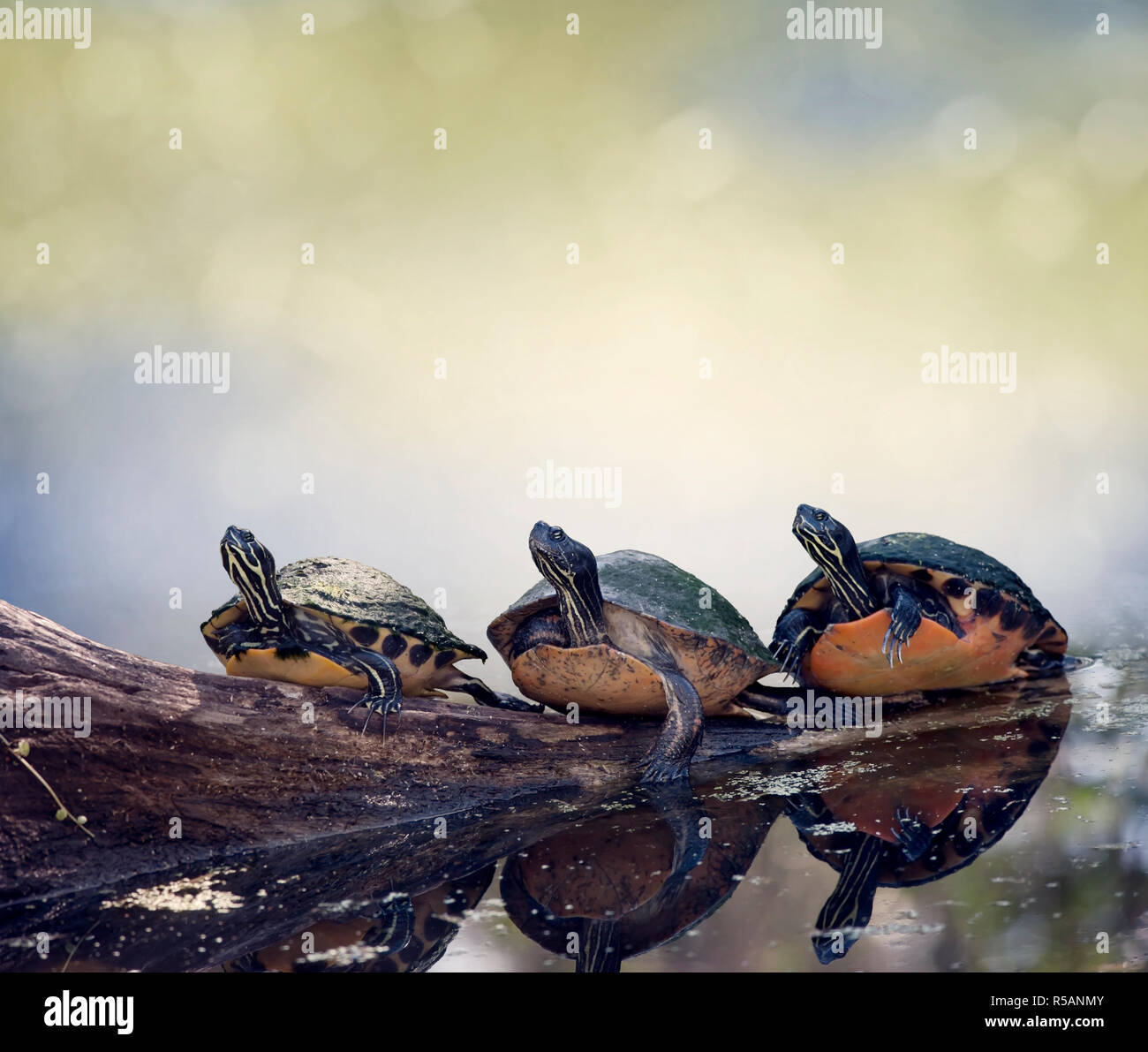 Florida Cooter Schildkröten auf einem Baumstamm Stockfoto