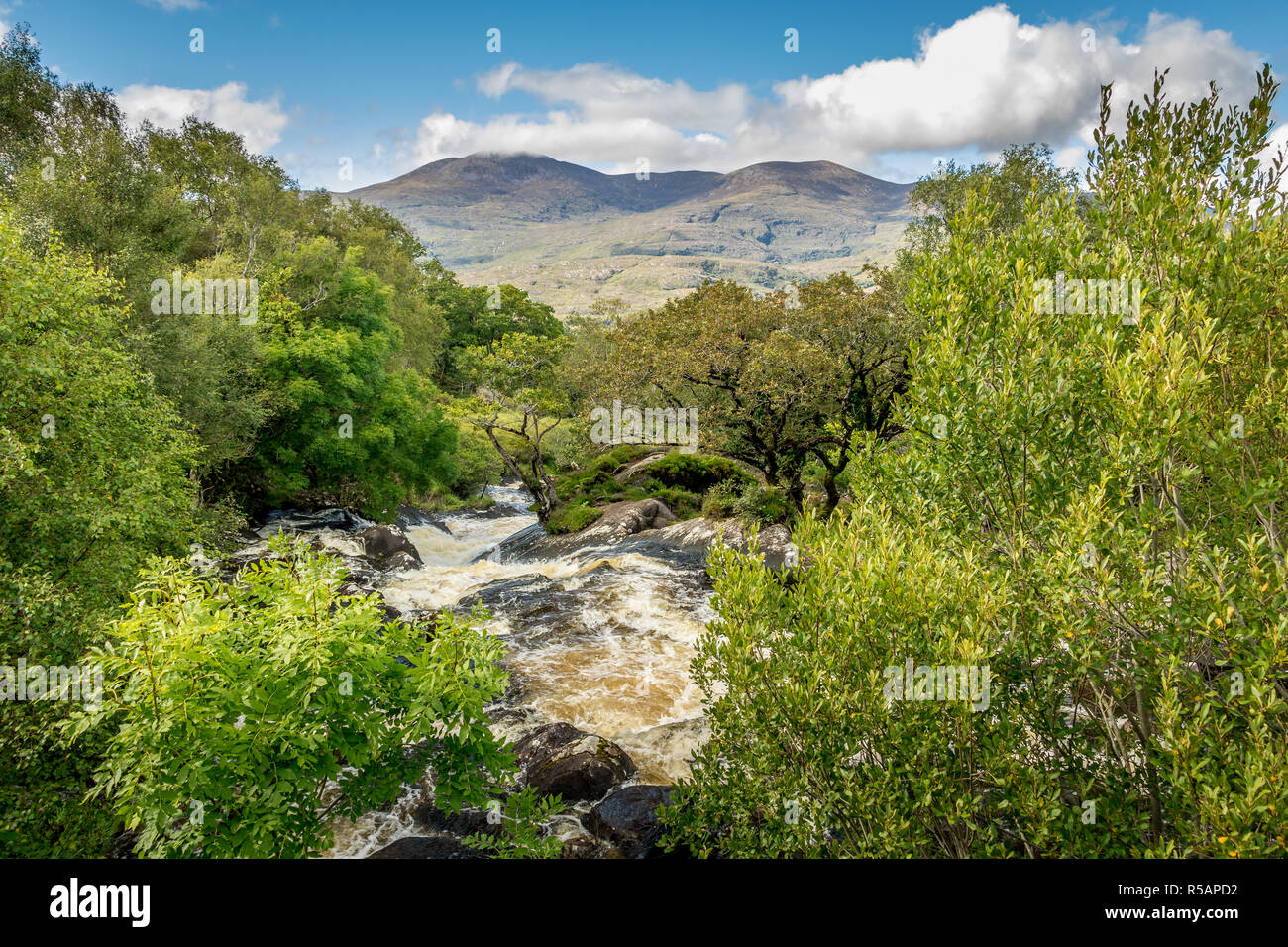 Raging rapids in einem kleinen Bach von Plüsch Laub vor dem Hintergrund der Berge und ein blauer Himmel in Killarney National Park in Irland umgeben. Stockfoto