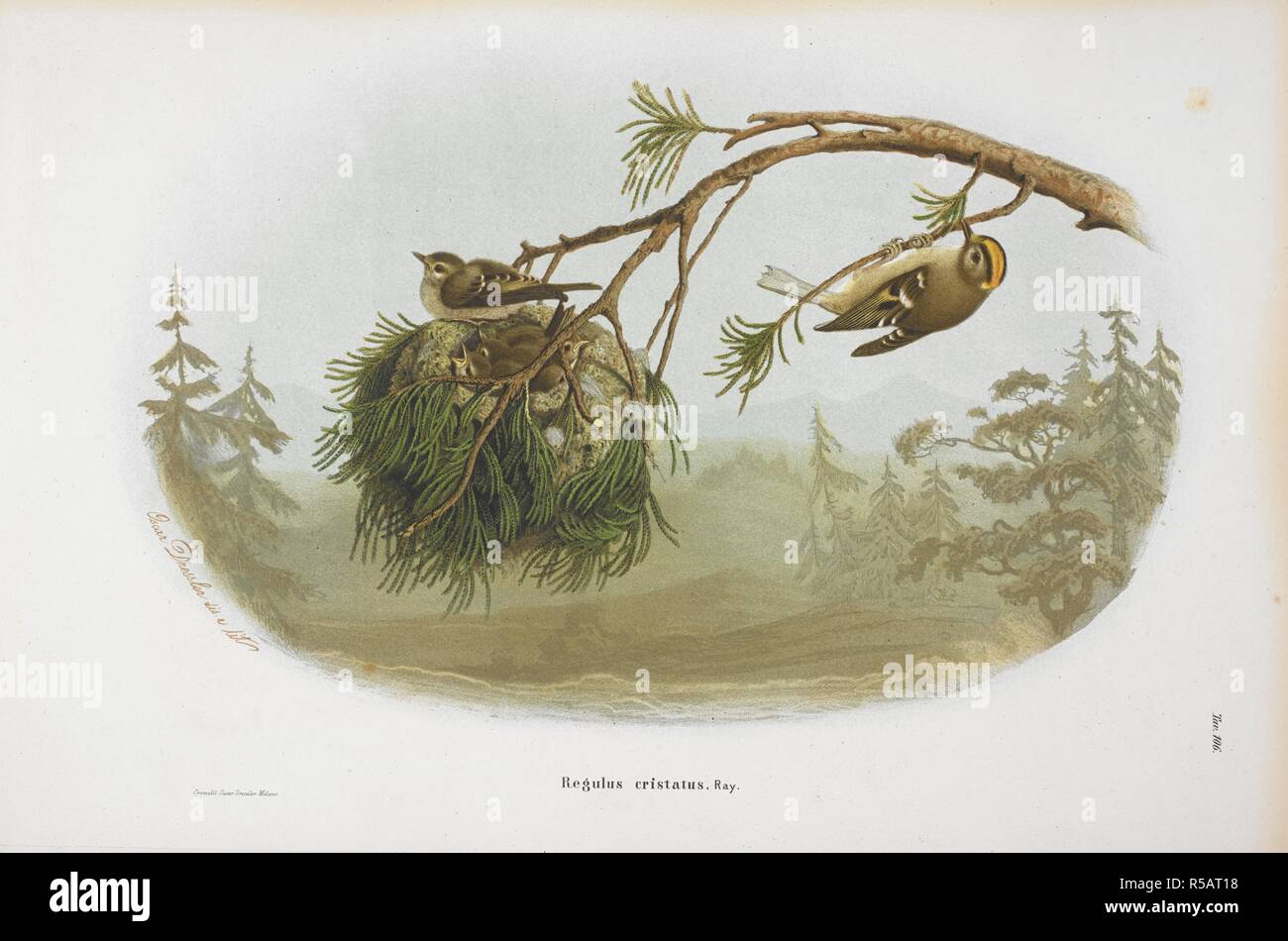 Regulus Cristatus. Golden-Crested Wren, oder Kinglet. Storia Naturale degli Uccelli che nidificano in der Lombardei, ad illustrazione della raccolta ornitologica dei Fratelli Ercole ed Ernesto Turati... Con tavole litografate e colorate, prese dal Vero da O. Dressler. [Naturgeschichte der Vögel, Nest in der Lombardei, die ornithologische Sammlung der Brüder Ercole und Ernesto Turati zu illustrieren... Mit Tabellen und farbigen Lithographierten, aus dem Leben von O. Dressler.] genommen. Milano 1865, 71. Quelle: 1822. C.6 Platte 106. Sprache: Italienisch. Stockfoto