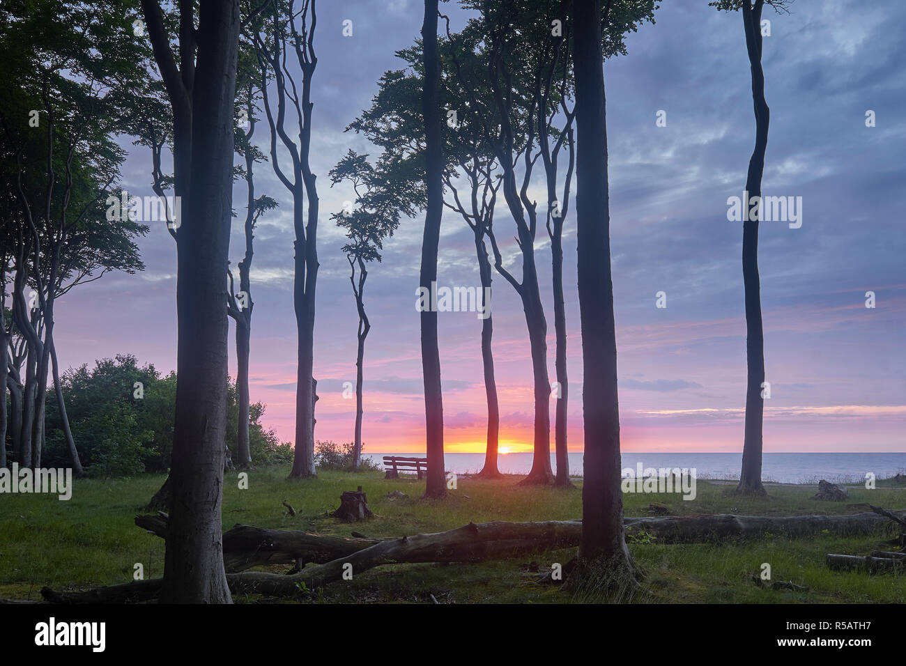 Gespensterwald Nienhagen mit Sonnenuntergang, Ostseebad Nienhagen, Mecklenburg-Vorpommern, Deutschland Stockfoto