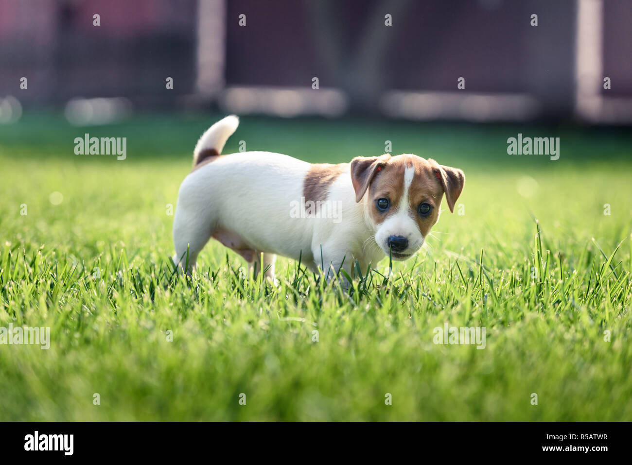 Jack Russel Terrier Welpen auf grünem Rasen. Glücklicher Hund mit ernsten Blick Stockfoto