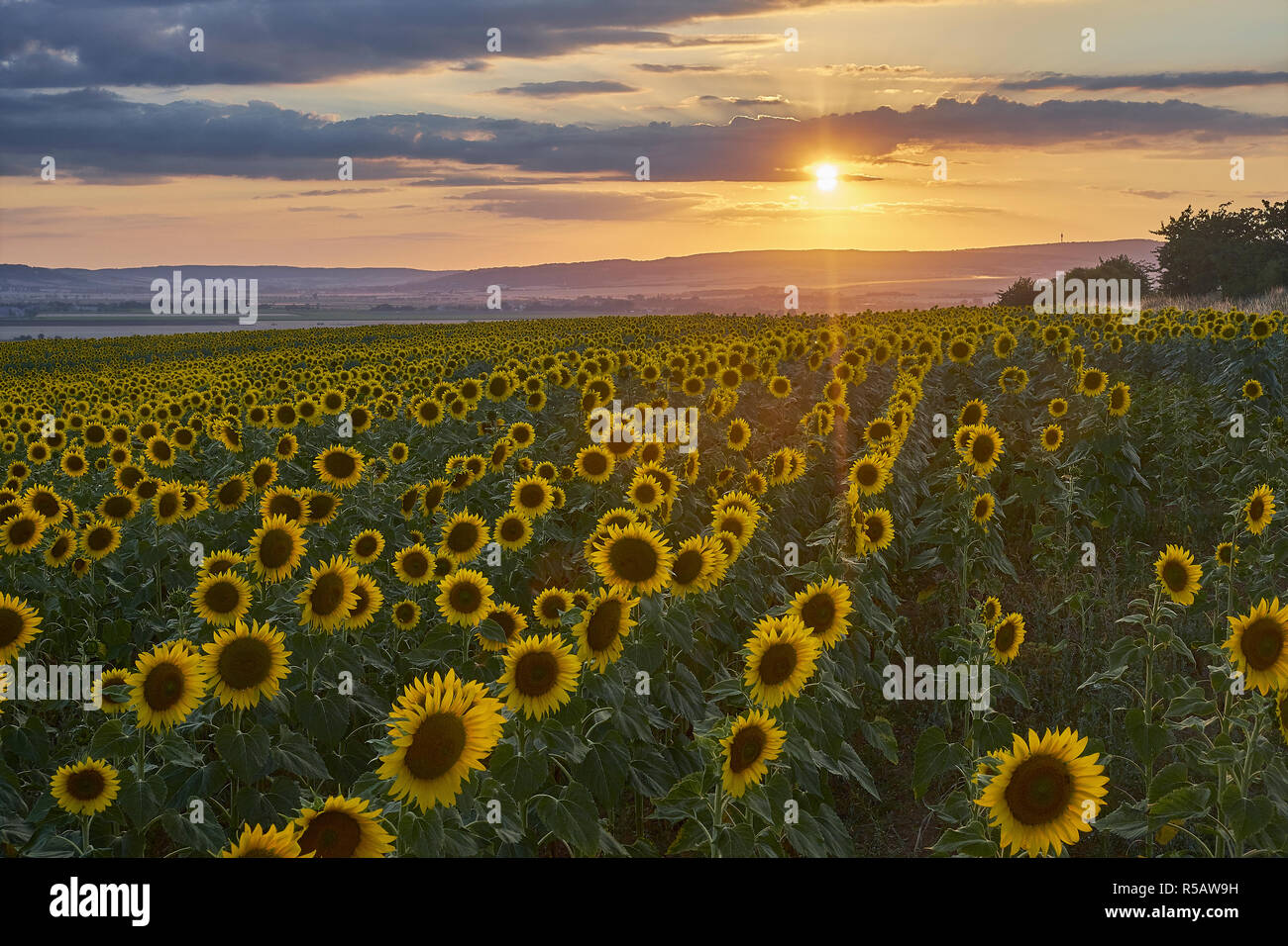 Sonnenblumenfeld mit Sonnenuntergang am Kyffhäuser, Heldrungen, Kyffhauserkreis, Thüringen, Deutschland Stockfoto