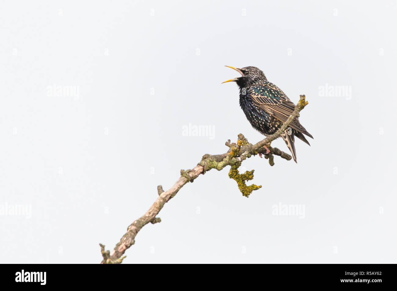 Common starling auf einem Zweig Stockfoto