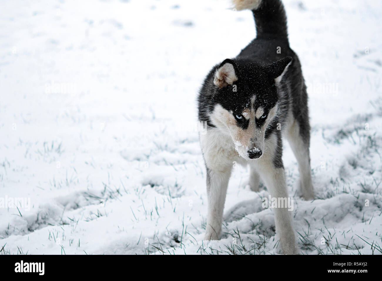 Siberian husky Hund Winter portrait Stockfoto