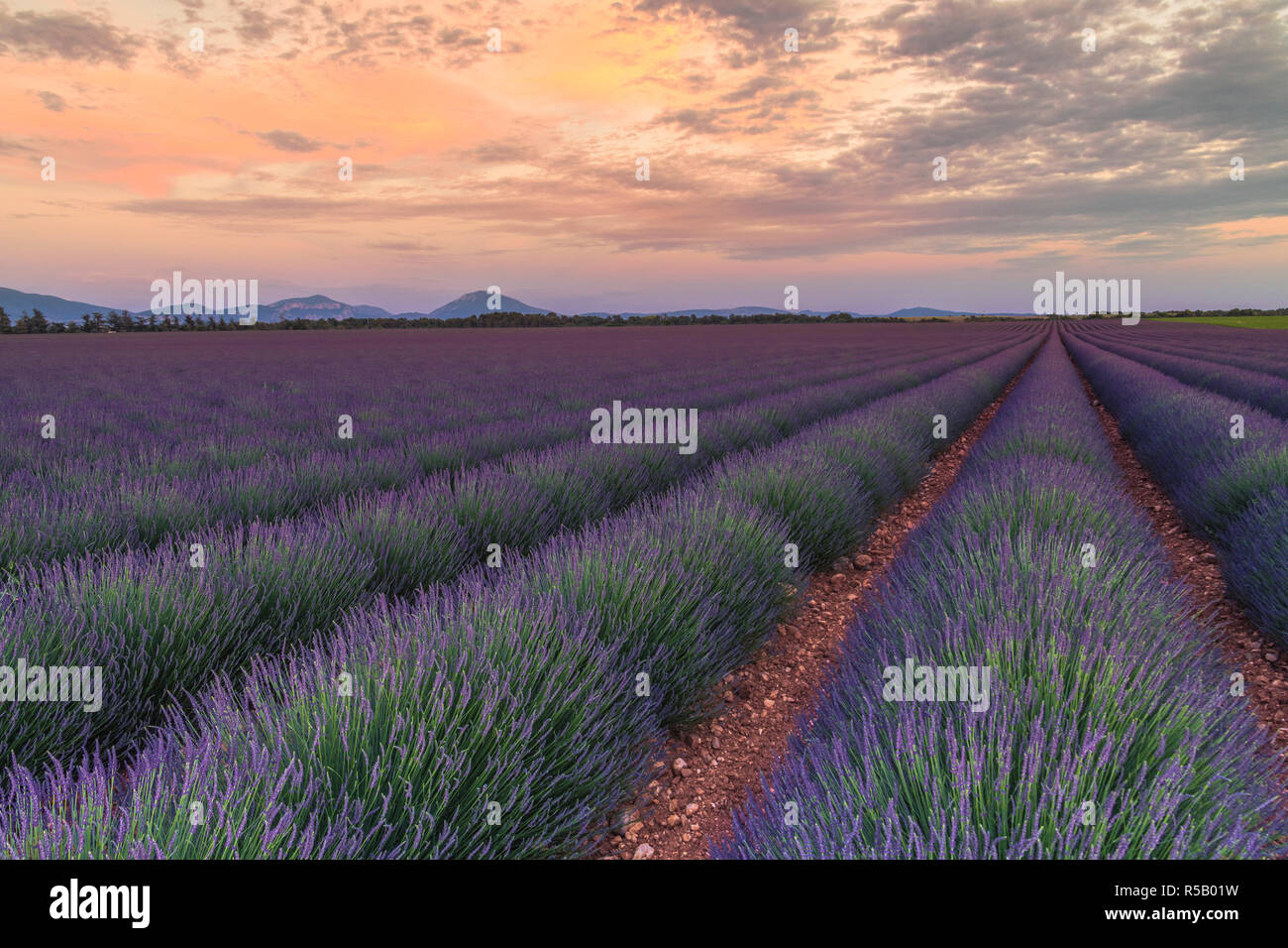 Lavendelfeld von Valensole in den Sonnenuntergang, Provence, Südfrankreich. Stockfoto