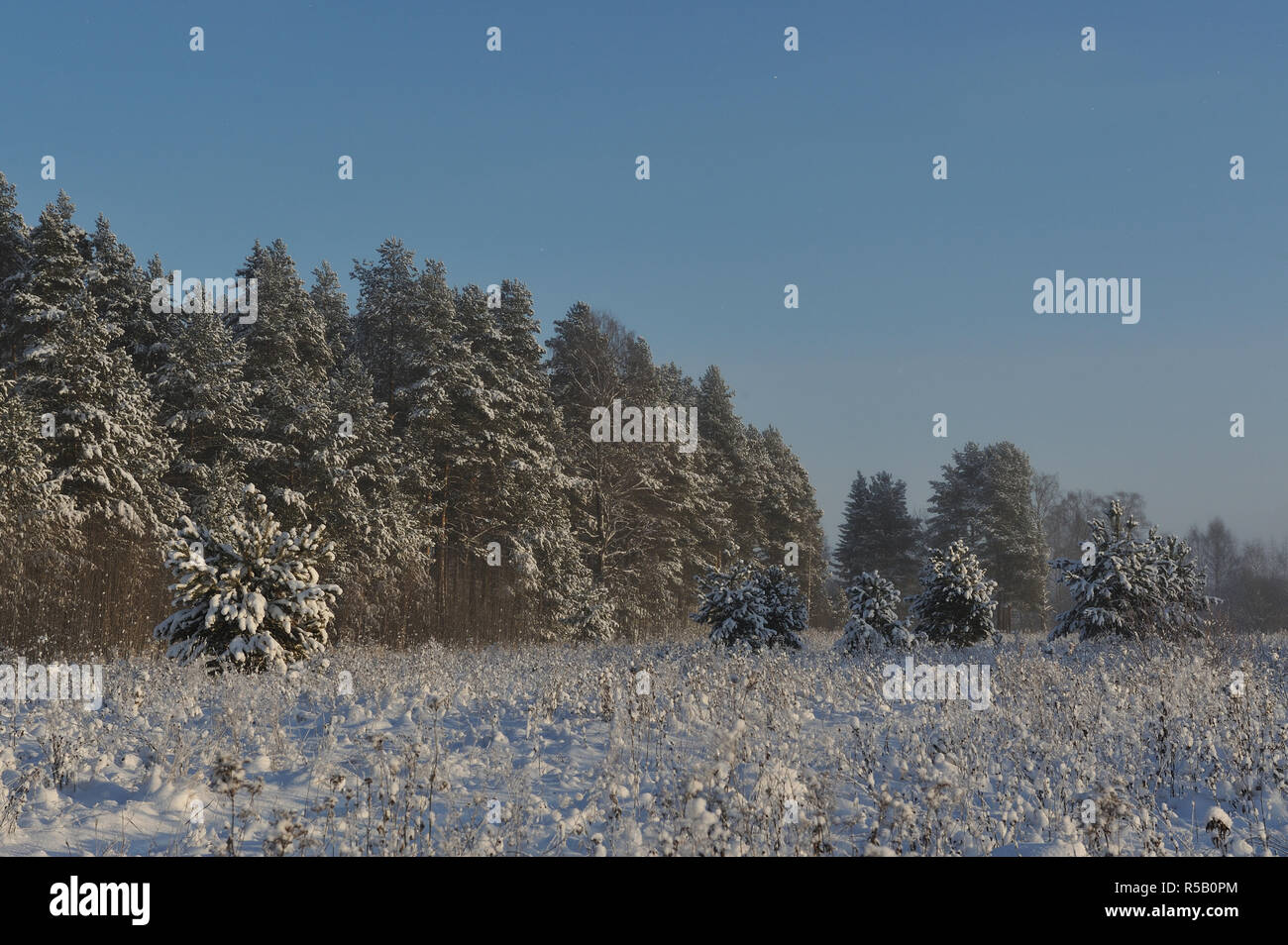 Anfang des Winters. Mit Schnee Kappen Bäume in einem der frostigen Tage abgedeckt. Stockfoto