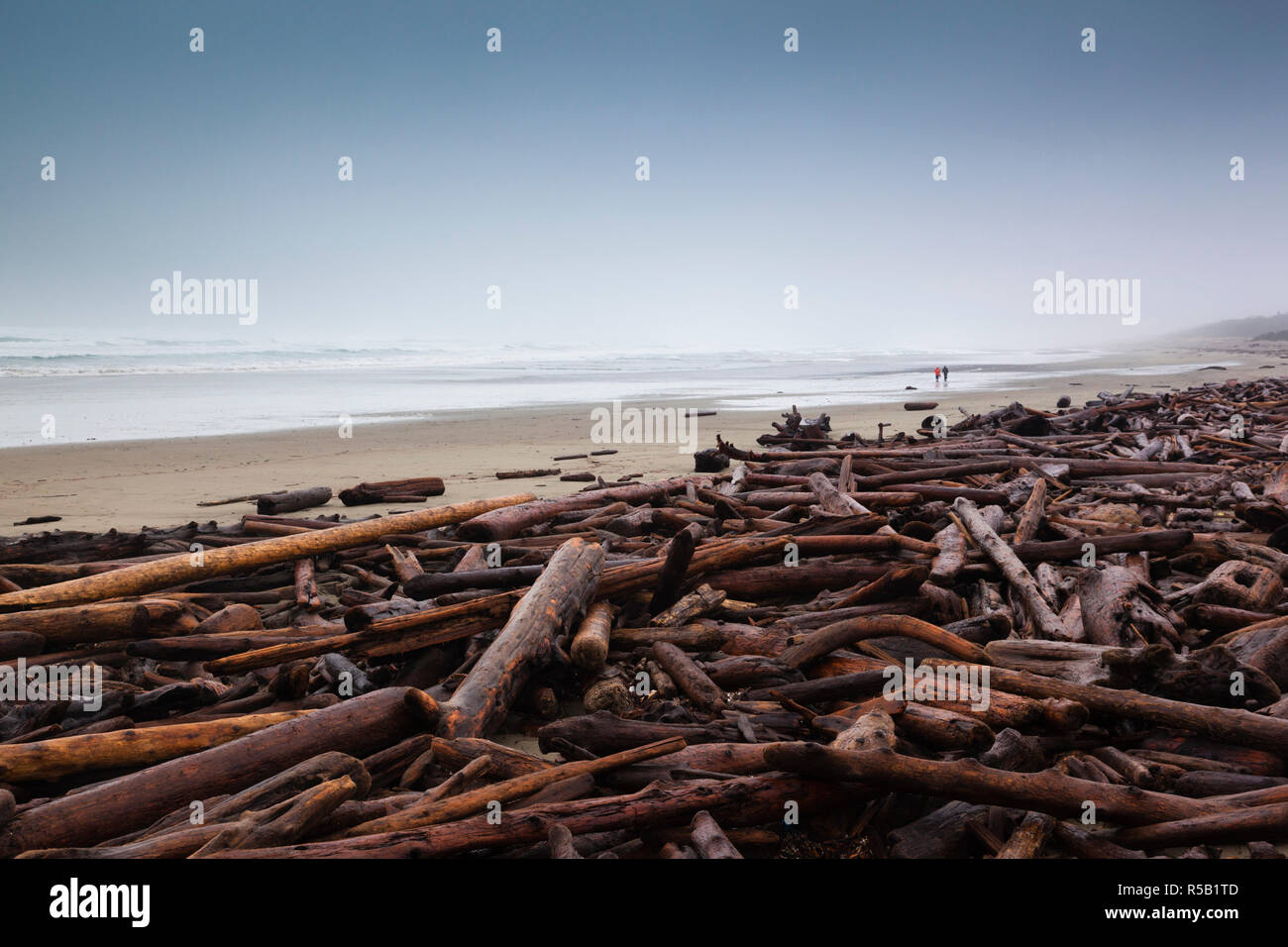 Kanada, Britisch-Kolumbien, Vancouver Island, Ucluelet, Long Beach, Bäume am Strand nach dem winter storm Stockfoto