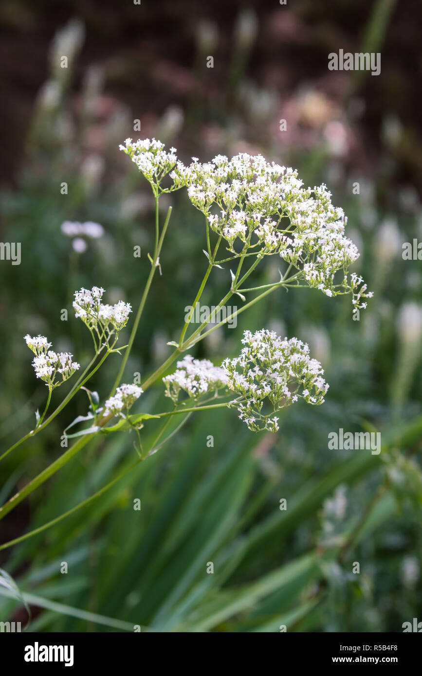 Baldrian (Valeriana officinalis). Stockfoto