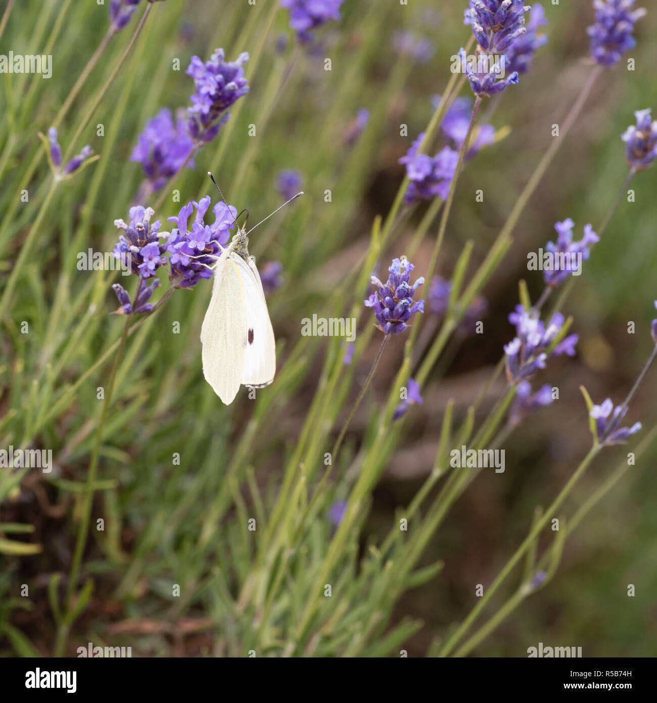 Große weiße Falter (Pieris brassicae) mit geschlossenen Flügeln Fütterung auf einem Lavendel pflanze Blume. Stockfoto
