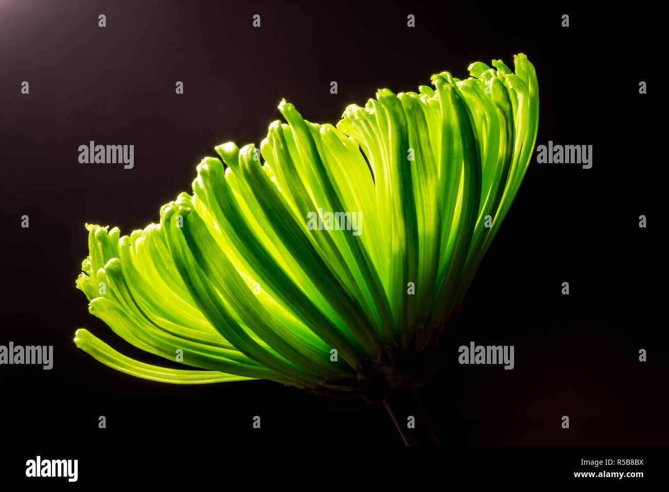 Low-Key Grün Chrysanthemen Stockfoto