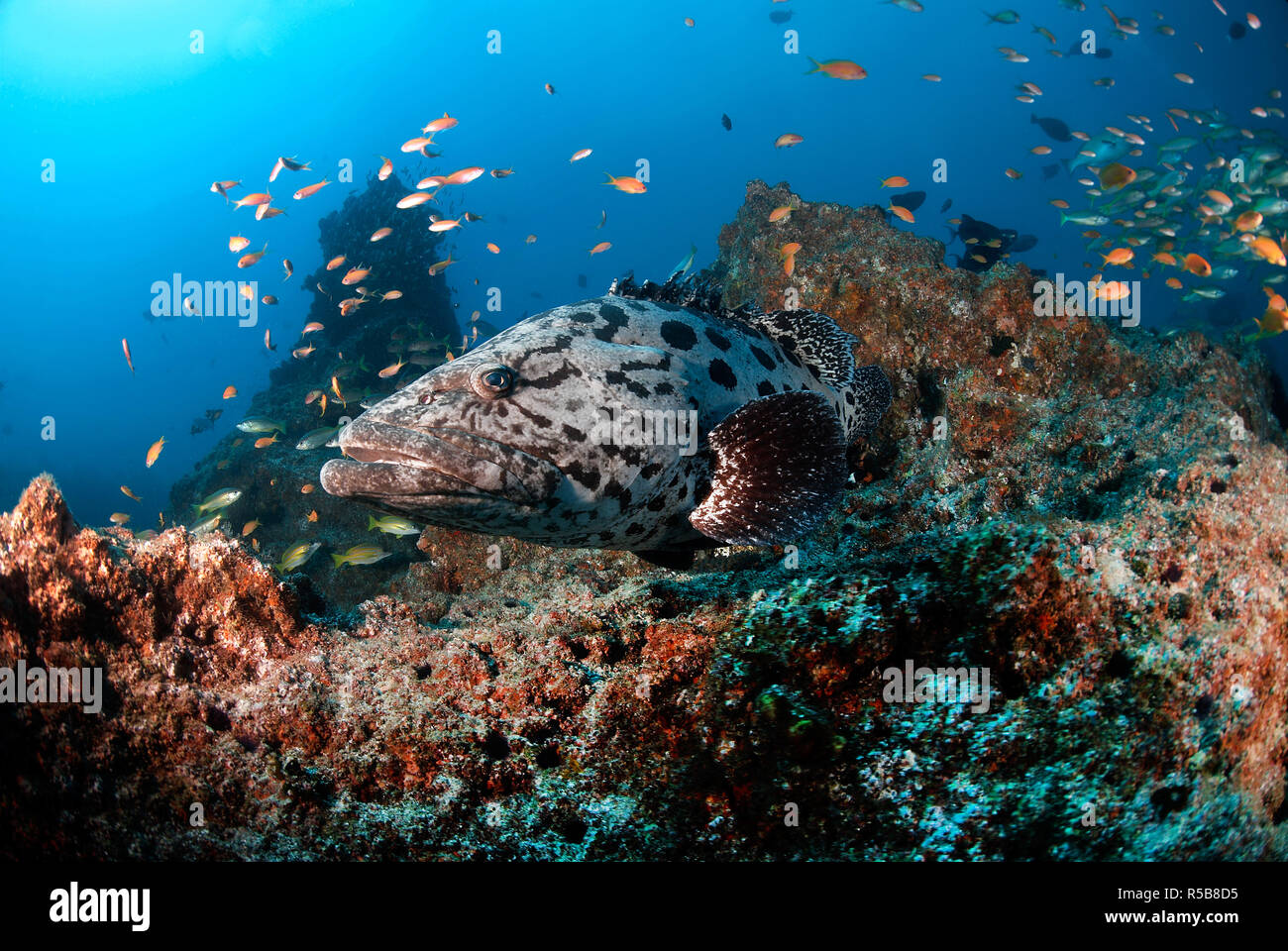 Zackenbarsche, Potato Grouper oder riesige Zackenbarsch (Epinephelus tukula), an einem Korallenriff, Tofo, Mosambique Stockfoto