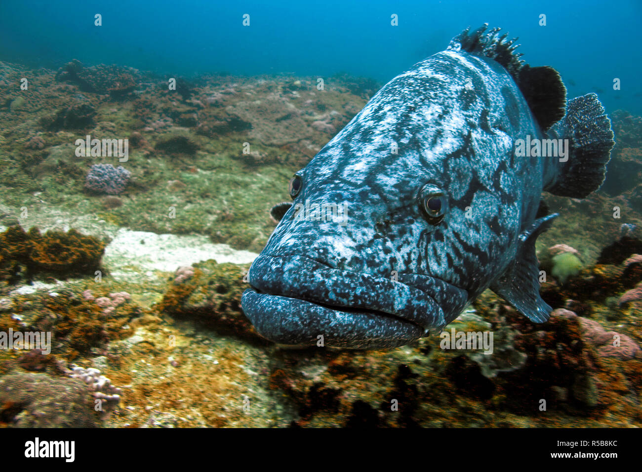 Zackenbarsche, Potato Grouper oder riesige Zackenbarsch (Epinephelus tukula), auf einem Felsenriff, Tofo, Mosambique Stockfoto