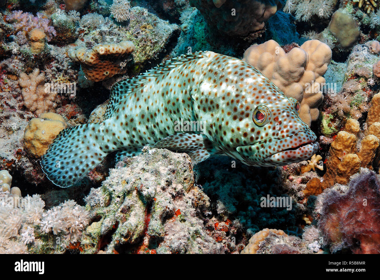 Riesen Zackenbarsch Stockfotos und -bilder Kaufen - Alamy