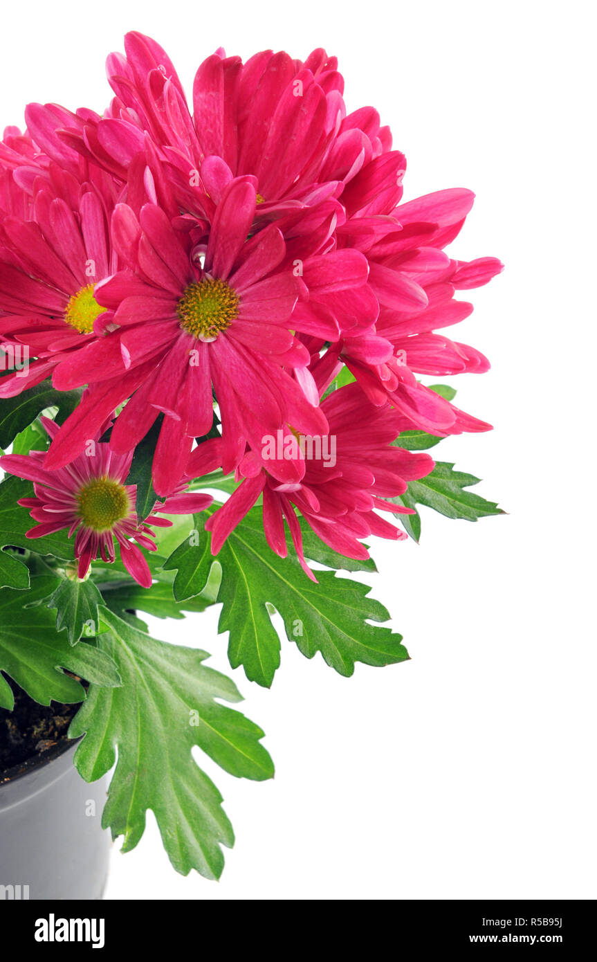lila rosa Mütter (Chrysanthemen) Stockfoto