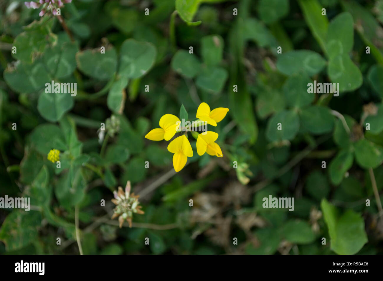 Bird's-foot Trefoil, Lotus corniculatus, Eier und Speck, Schotenklee deervetch Stockfoto