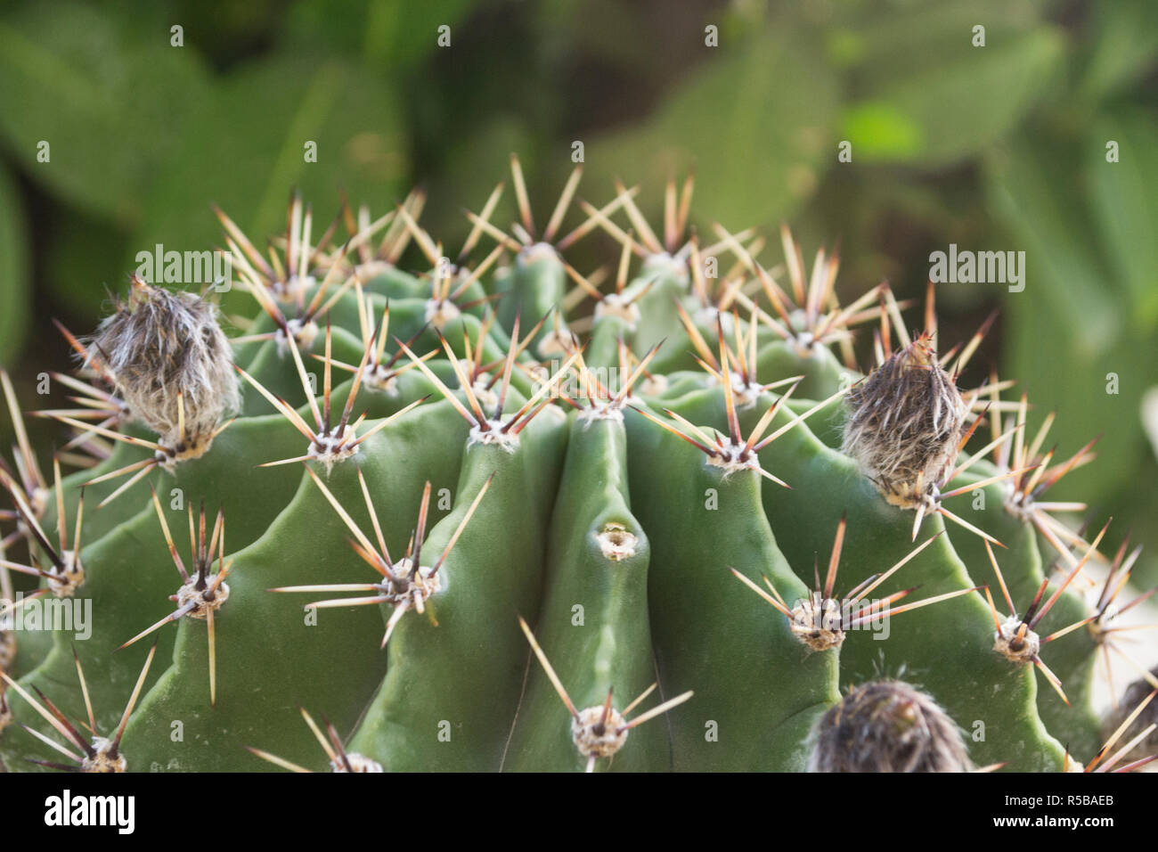 Feindliche schützende Schönheit, outdoor Cactus Stockfoto