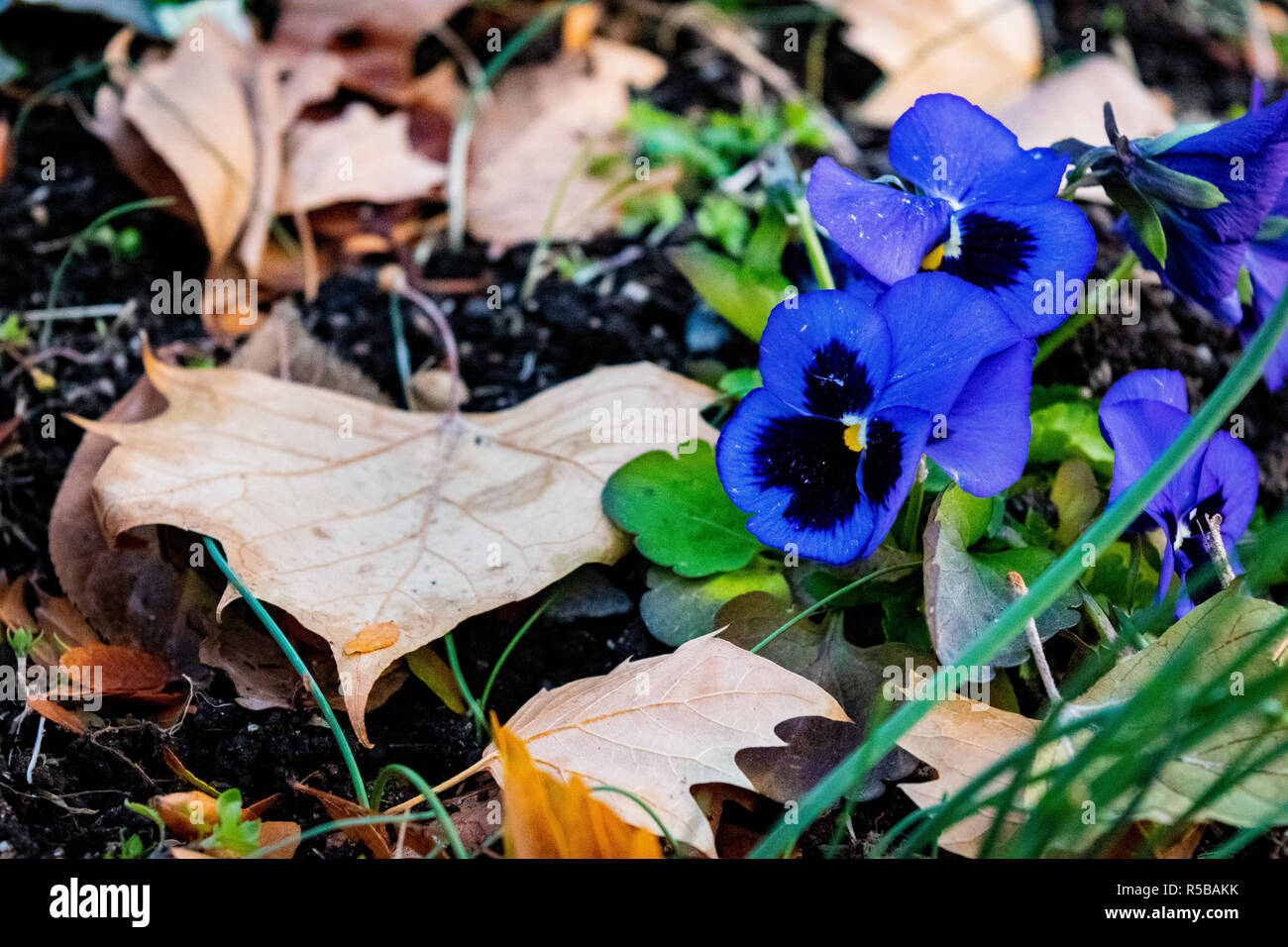 Schönen violetten Blüten in einem Bett aus abgestorbenen Blätter Stockfoto