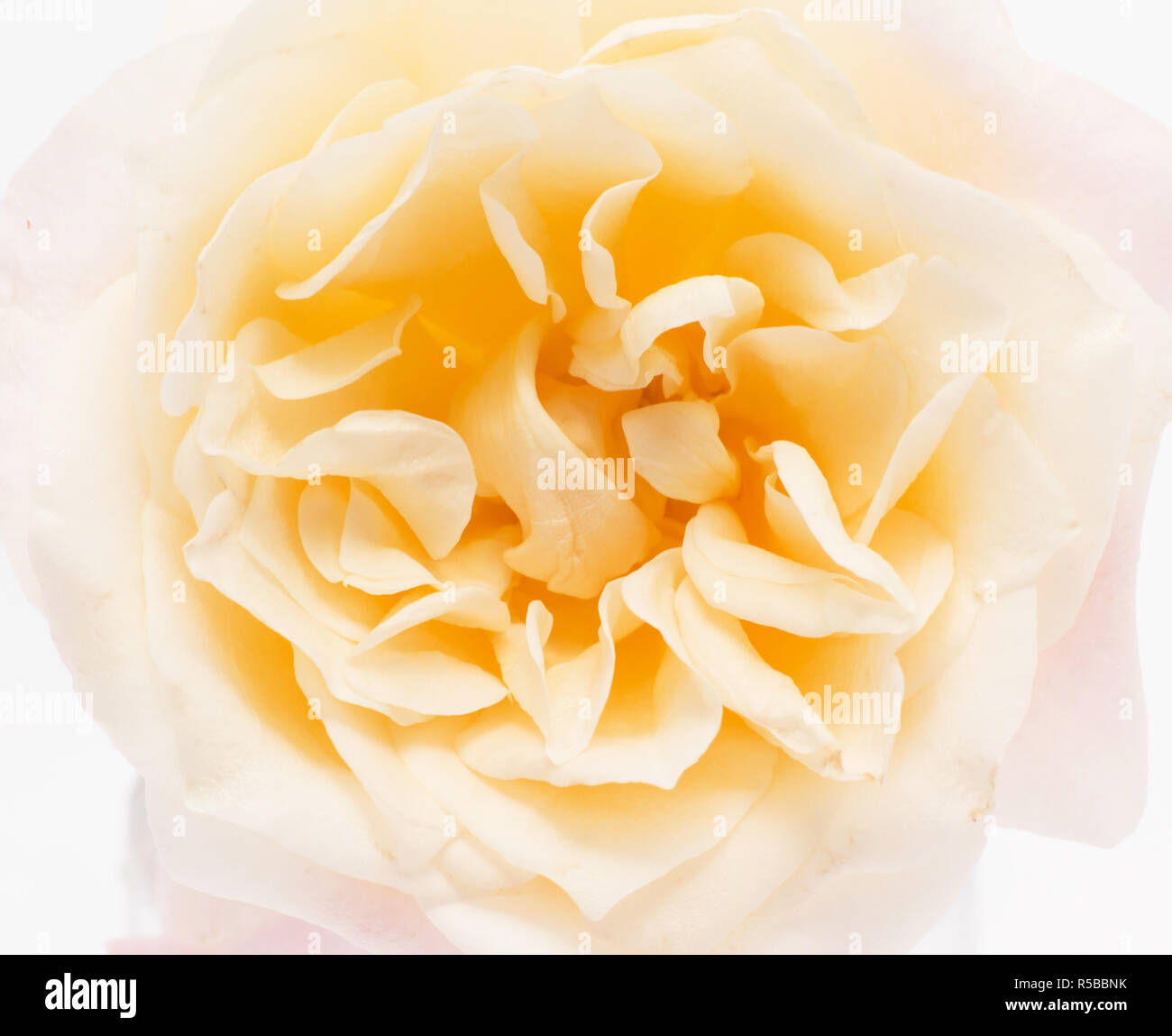 Rose Nahaufnahme auf weißem Hintergrund Stockfoto
