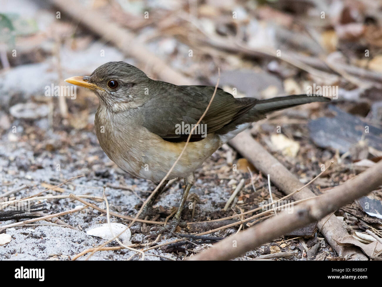 Afrikanische Thrush (Turdus pelios) Stockfoto