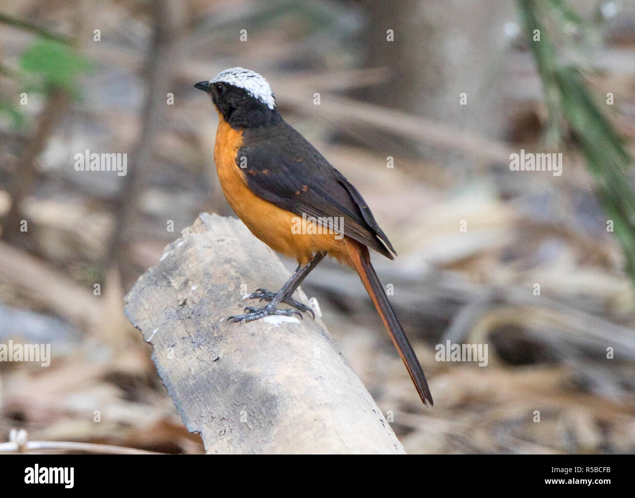 White-crowned Robin-Chat (Cossypha Albicapilla) Stockfoto