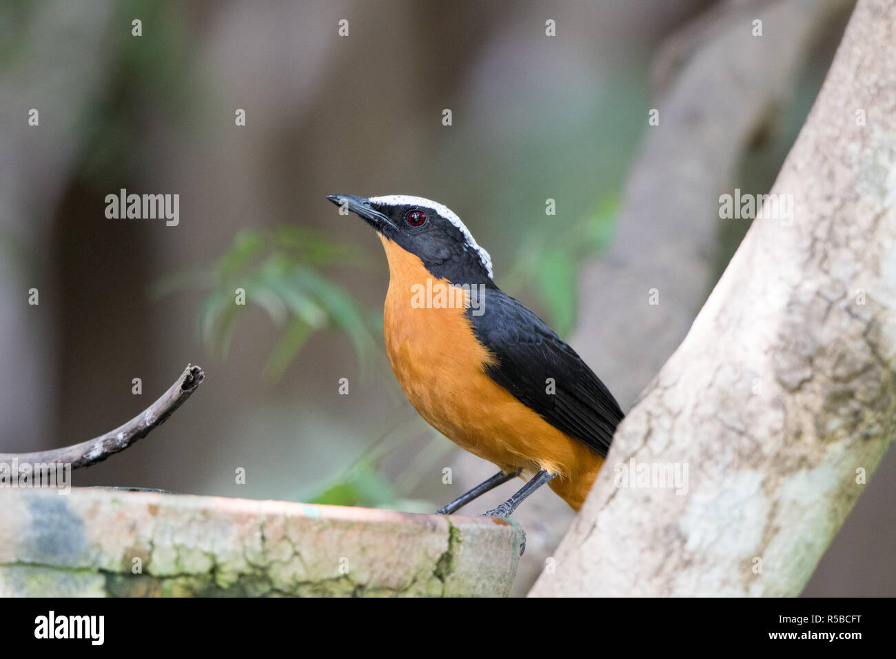 White-crowned Robin-Chat (Cossypha Albicapilla) Stockfoto
