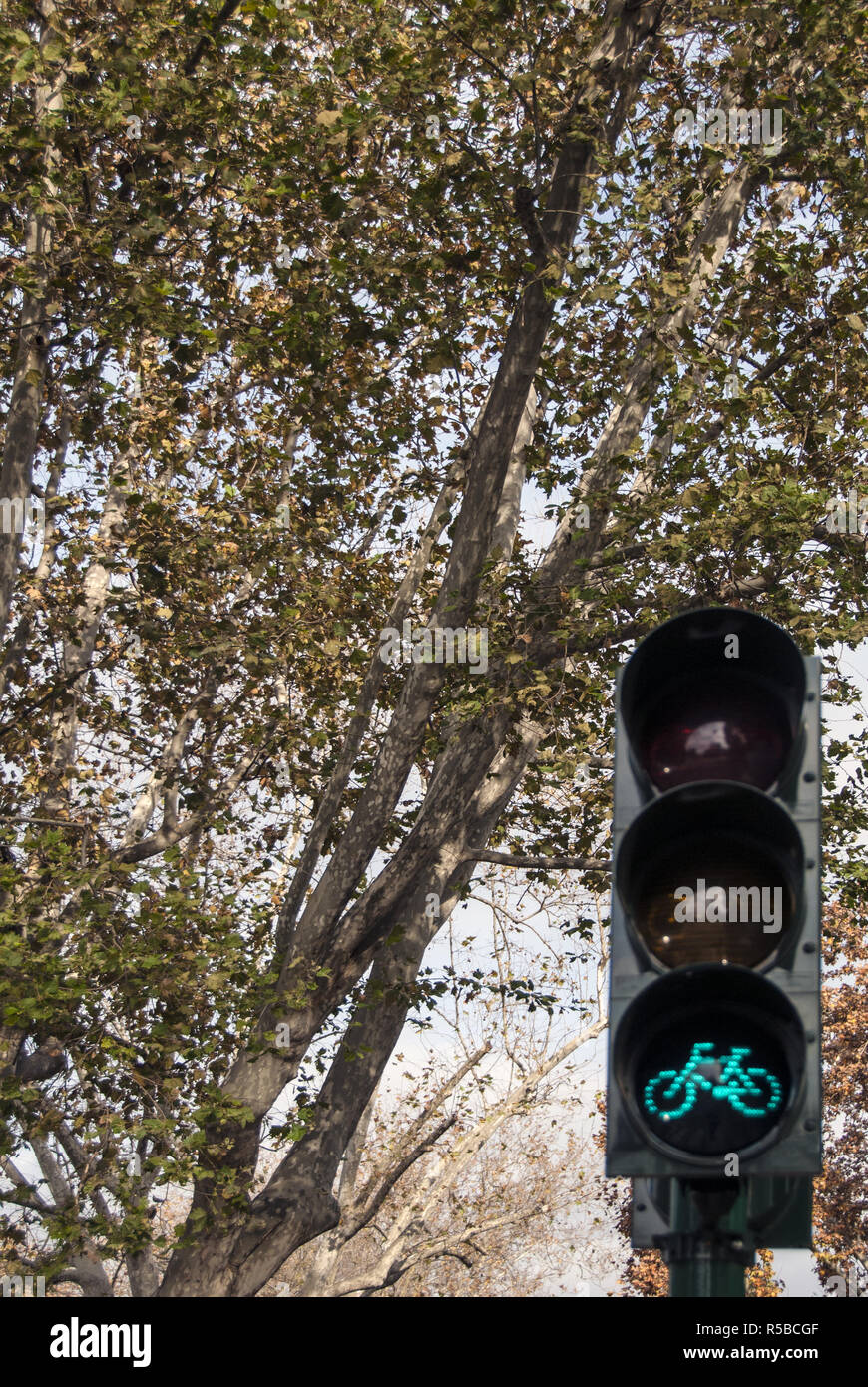 Bike Ampel auf Baum Hintergrund. Der Radweg. Bike Ampel ist grün. Die Bäume im Herbst Hintergrund unterstreicht das Konzept. Stockfoto