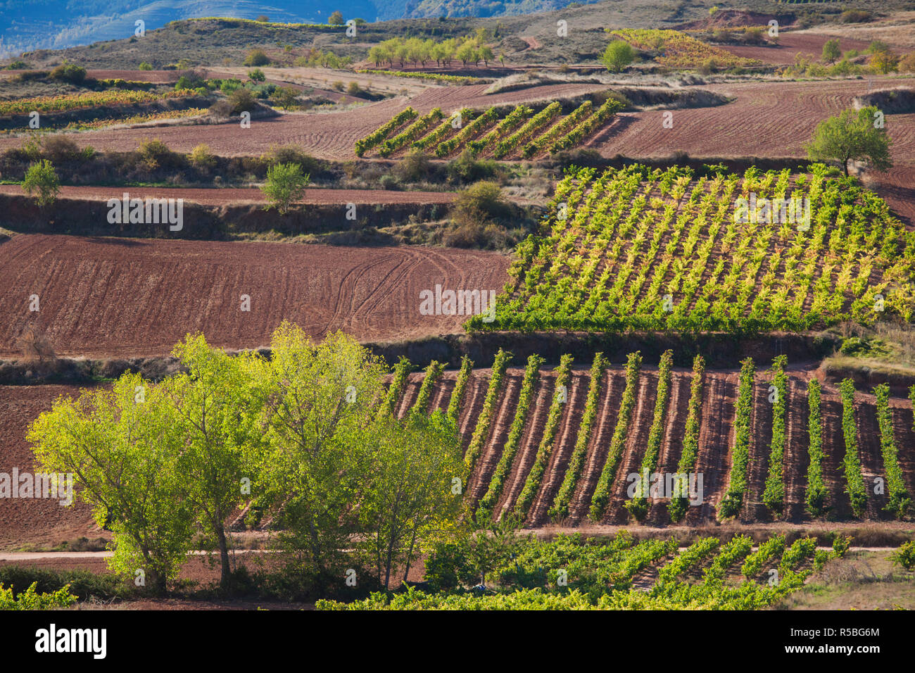 Spanien, La Rioja Region La Rioja Provinz, Bobadilla, Weinberge Stockfoto