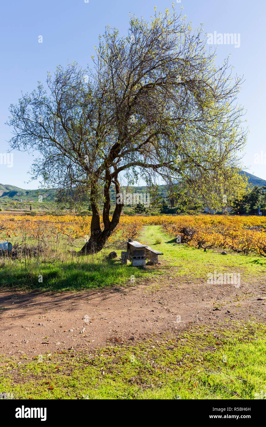 Schatten unter einem Baum mit behelfsmäßigen Tisch und Bank und Herbst Farbe wie die Blätter in einem Weinberg in Santiago del Teide, Teneriffa, Kanaren, golden ist Stockfoto