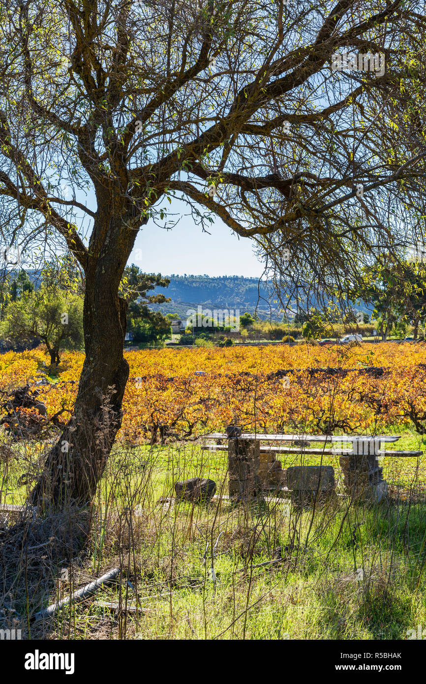 Schatten unter einem Baum mit behelfsmäßigen Tisch und Bank und Herbst Farbe wie die Blätter in einem Weinberg in Santiago del Teide, Teneriffa, Kanaren, golden ist Stockfoto