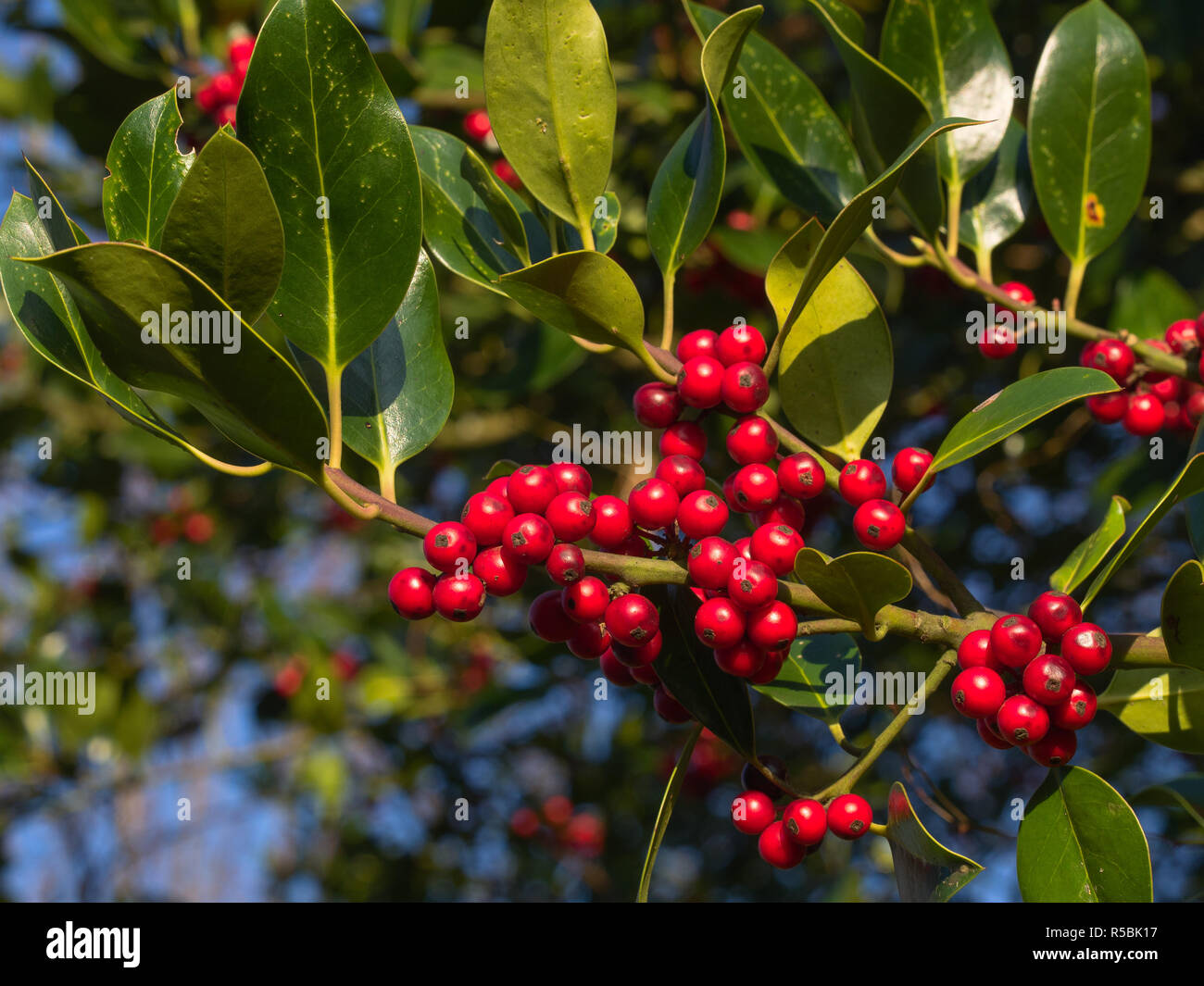 Nahaufnahme Blick auf rote reife Beeren der gemeinsamen Stechpalme (Ilex Aquifolium) in der Nähe von Weihnachten Stockfoto