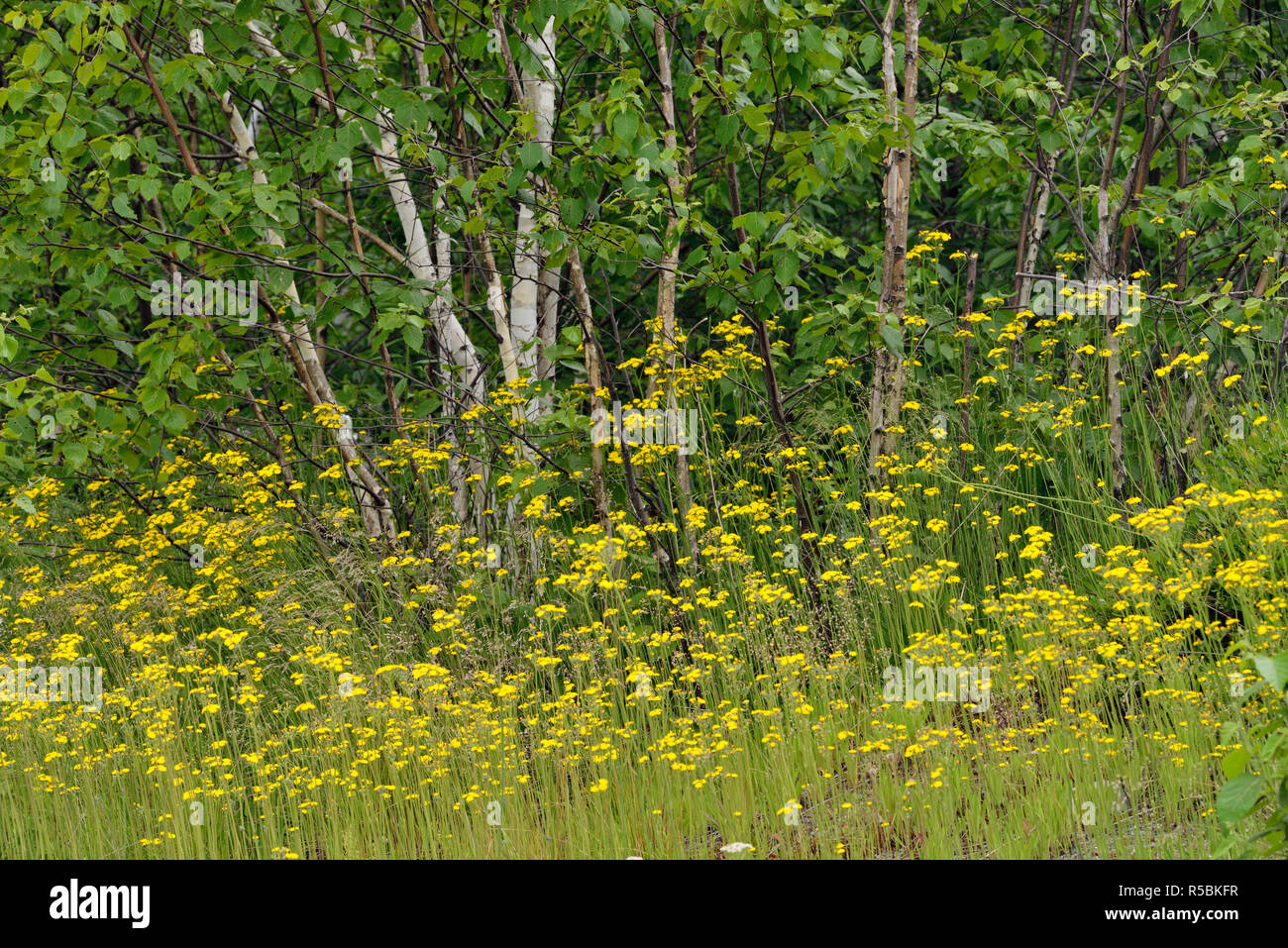 Gelbes Habichtskraut und Straßenrand birke Setzlinge, Greater Sudbury, Ontario, Kanada Stockfoto