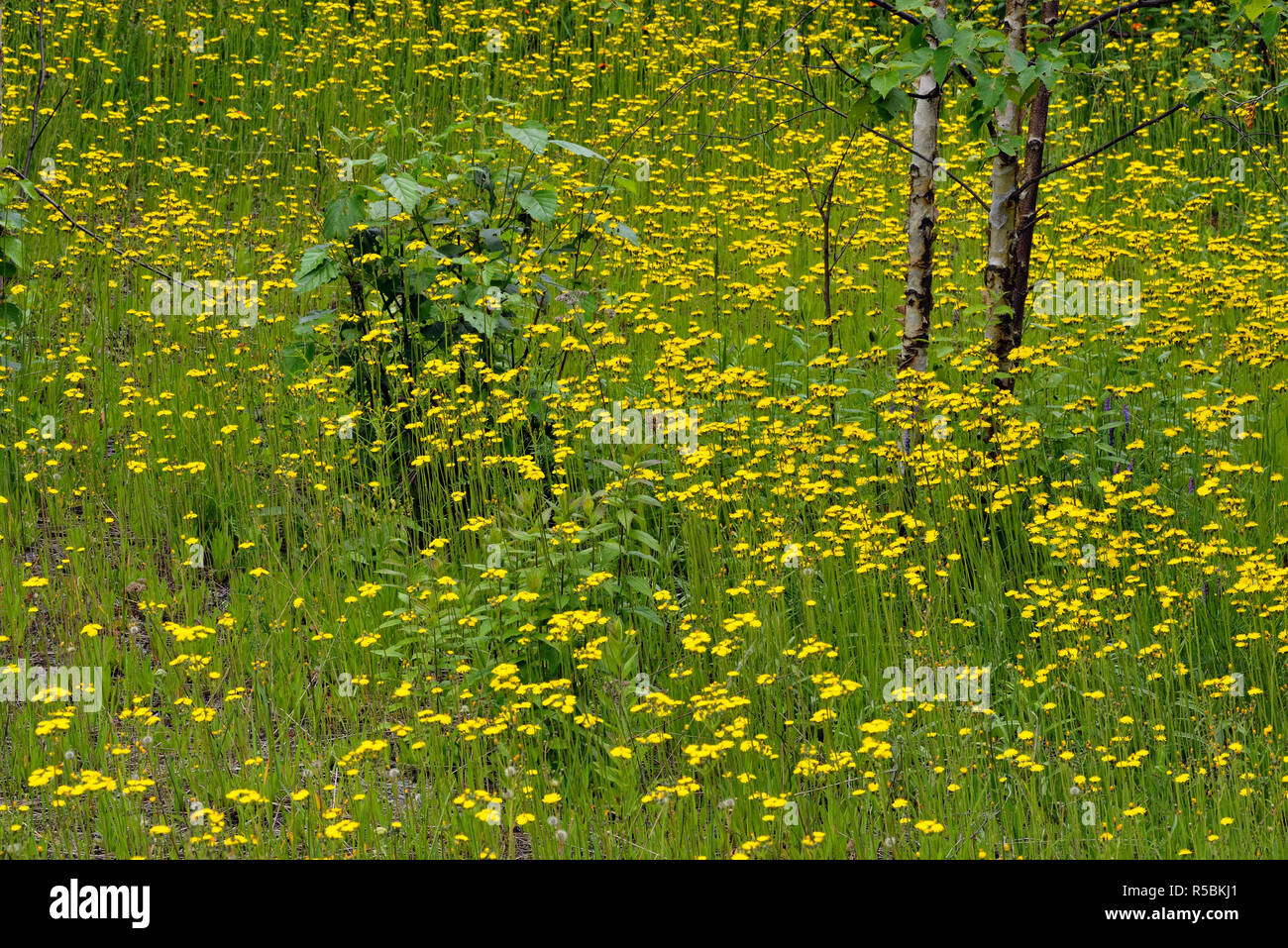 Gelbes Habichtskraut und Straßenrand birke Setzlinge, Greater Sudbury, Ontario, Kanada Stockfoto
