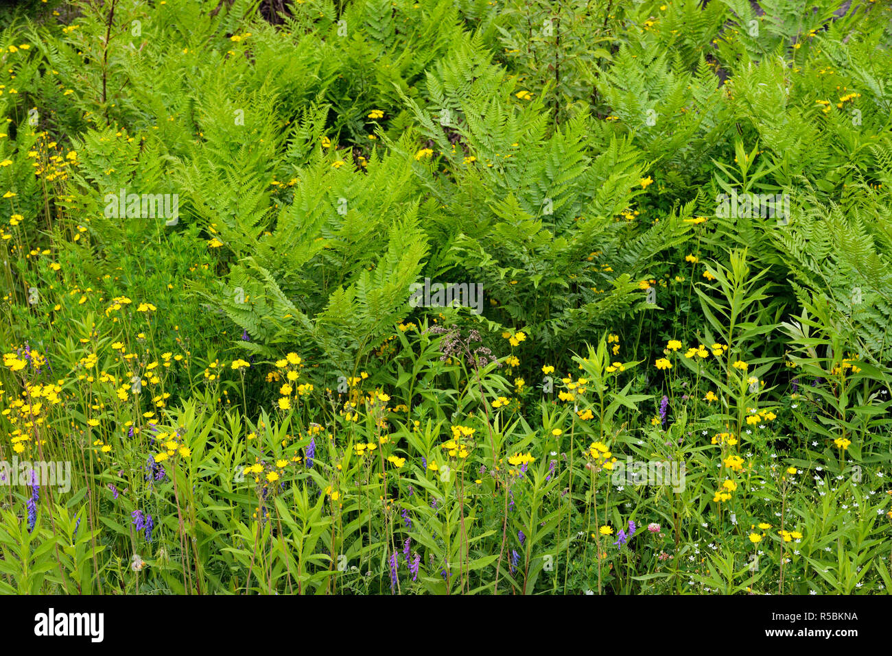 Gelbes Habichtskraut und Bracken fern, Greater Sudbury, Ontario, Kanada Stockfoto