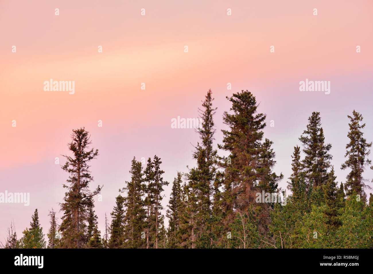 Borealen Wald und Dawn Himmel, Enterprise, Nordwest-Territorien, Kanada Stockfoto