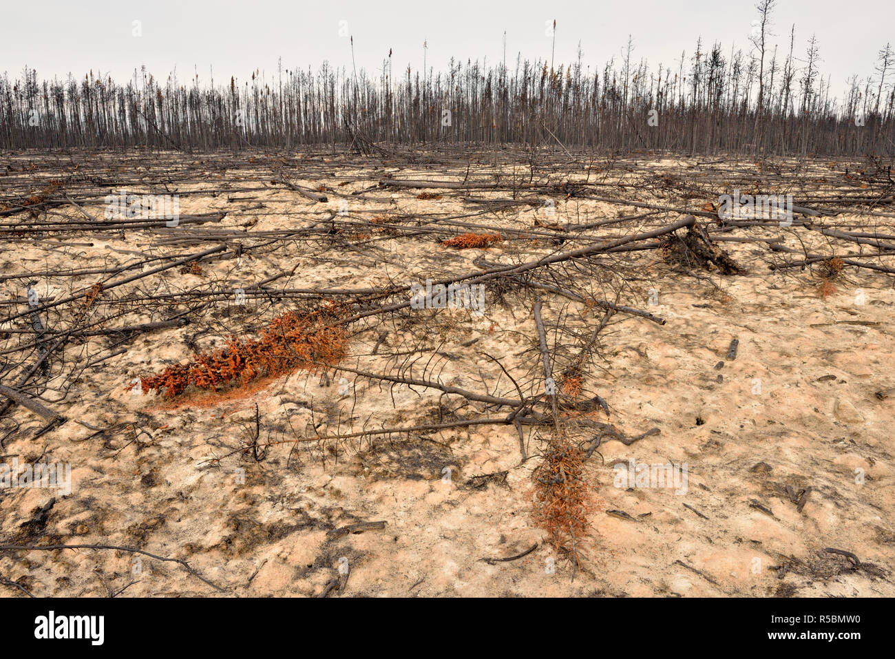 Geschwärzte Fichten und Asche nach einem letzten Waldbrand, Highway 3, Yellowknife, Northwest Territories, Kanada Stockfoto